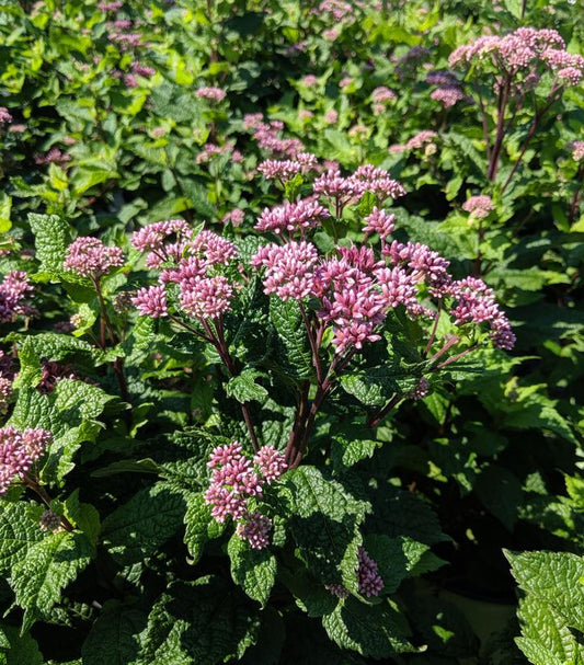 EUPATORIUM DUBIUM `LITTLE JOE`