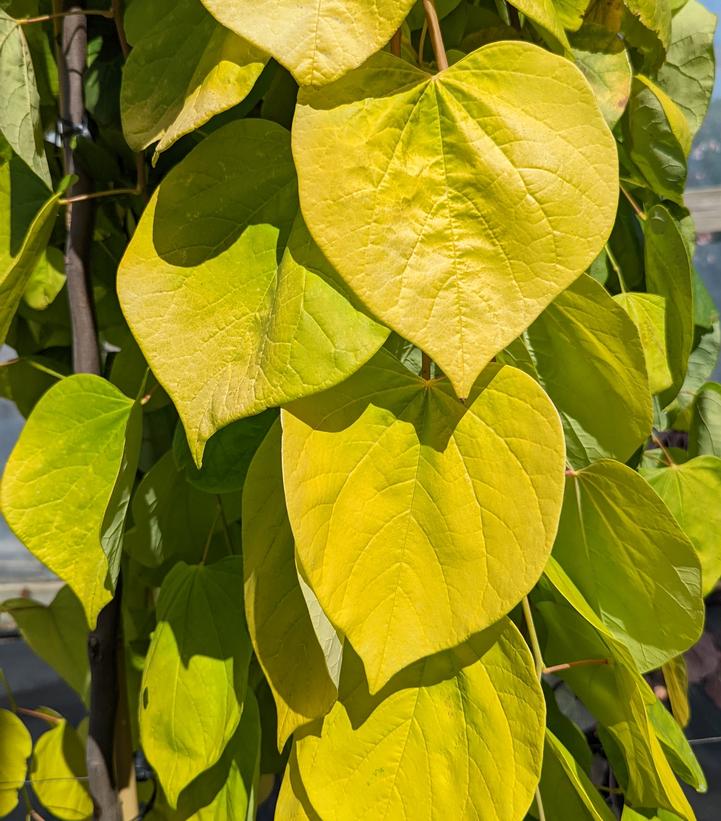 CERCIS CANADENSIS `GOLDEN FALLS`