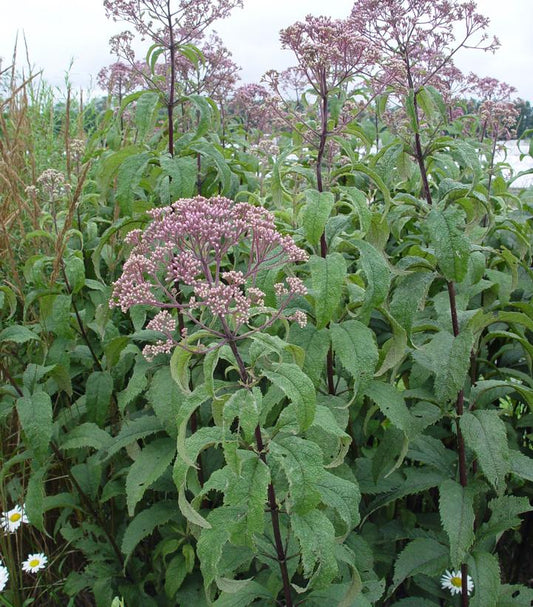 EUPATORIUM MACULATUM