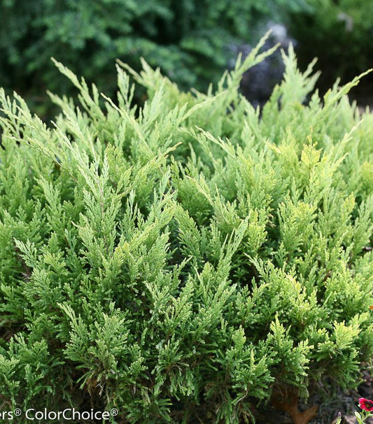 JUNIPERUS HORIZONTALIS `GOOD VIBRATIONS GOLD`