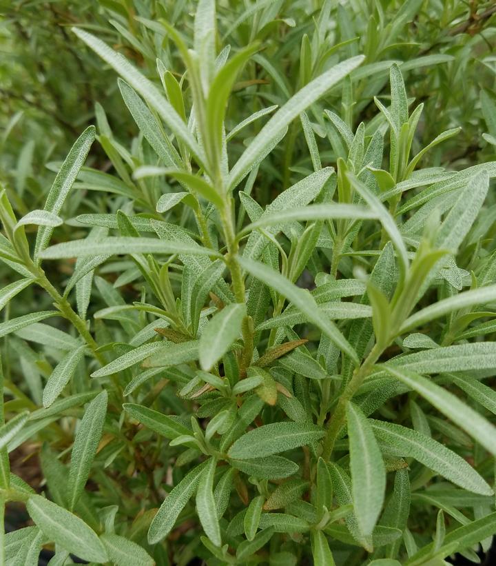 HIPPOPHAE RHAMNOIDES `SPRITE`