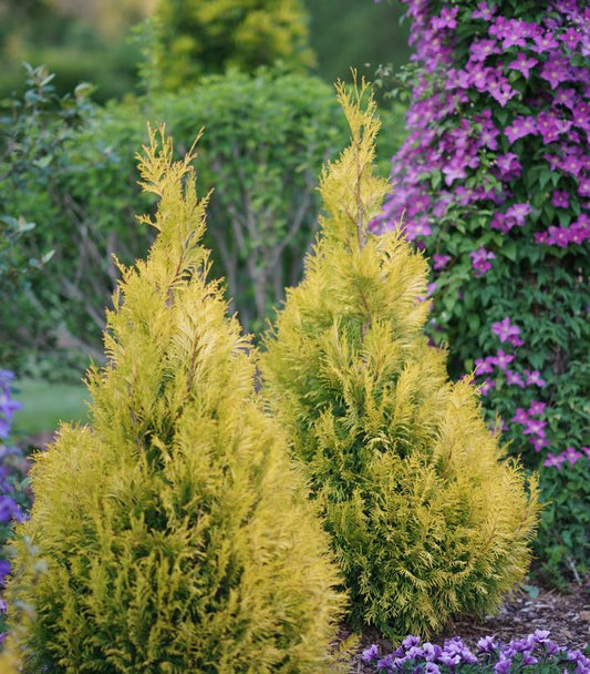 THUJA PLICATA `FLUFFY`