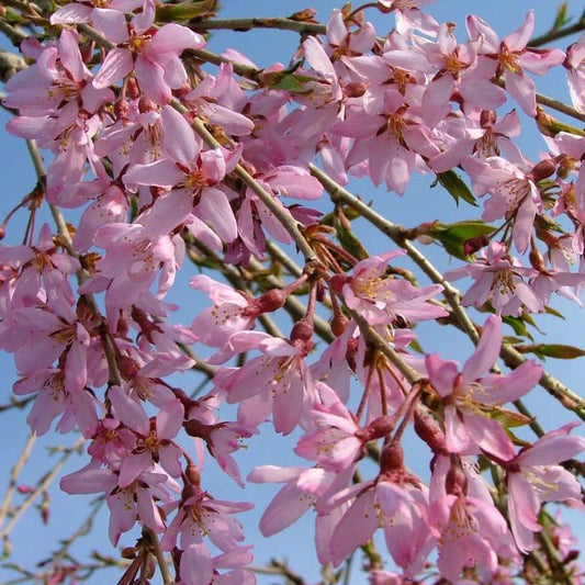 PRUNUS X `PINK SNOW SHOWERS`