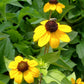 RUDBECKIA TRILOBA `BLACKJACK GOLD`