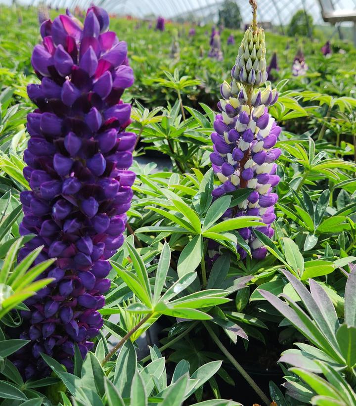 LUPINUS P. LUPINI `BLUE SHADES`