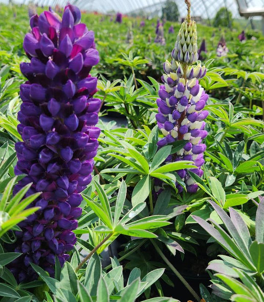 LUPINUS P. LUPINI `BLUE SHADES`