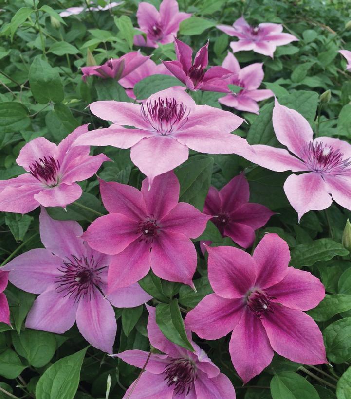 CLEMATIS `ROSALIE DONAHROS`