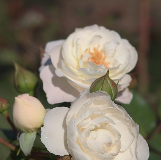 ROSA EE `SNOWDRIFT`
