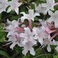 AZALEA ATLANTICUM