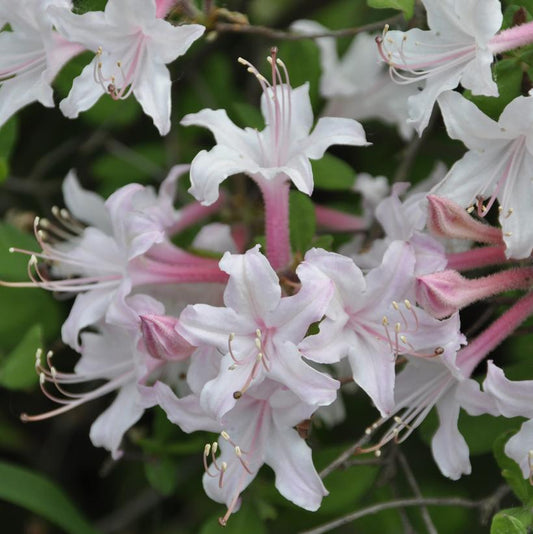 AZALEA ATLANTICUM