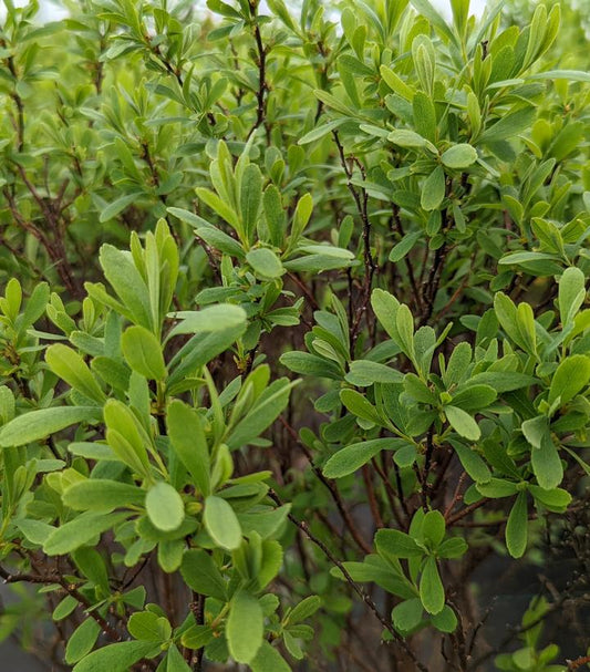 MYRICA GALE `LOWBOY`