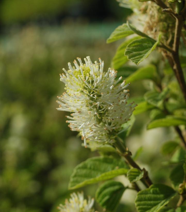 FOTHERGILLA major Mt. Airy-Large fothergilla