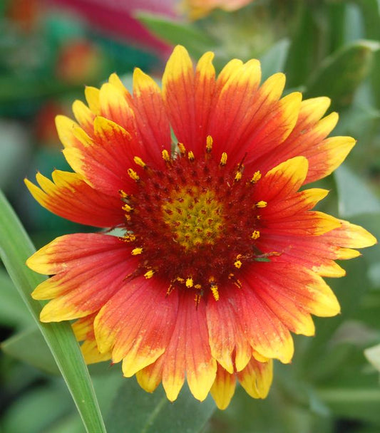 GAILLARDIA `ARIZONA SUN`