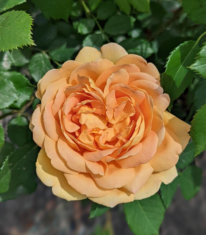 ROSA `GOLDEN CELEBRATION`