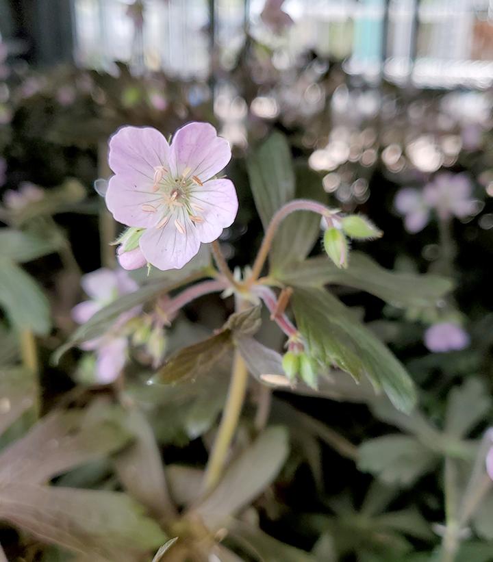 GERANIUM MACULATUM `ESPRESSO`