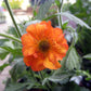 GEUM `TOTALLY TANGERINE`