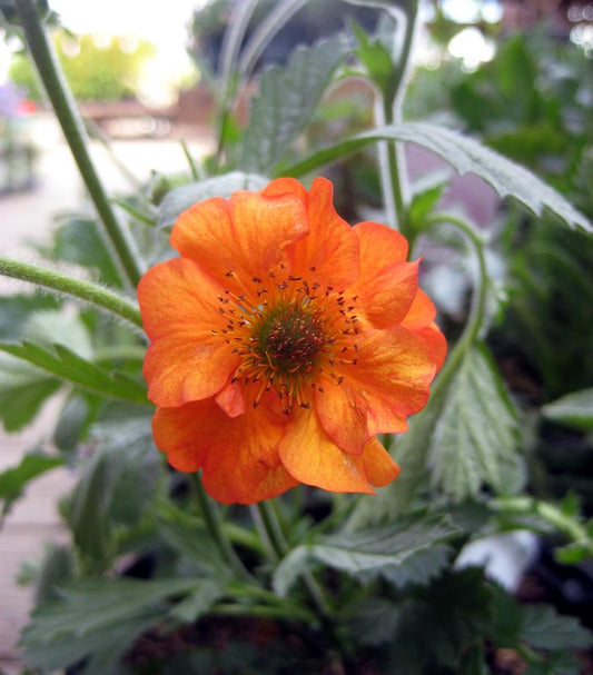 GEUM `TOTALLY TANGERINE`