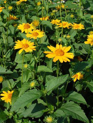 HELIOPSIS `TUSCAN SUN`
