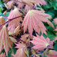 ACER SHIRASAWANUM `AUTUMN MOON`-Full Moon Maple