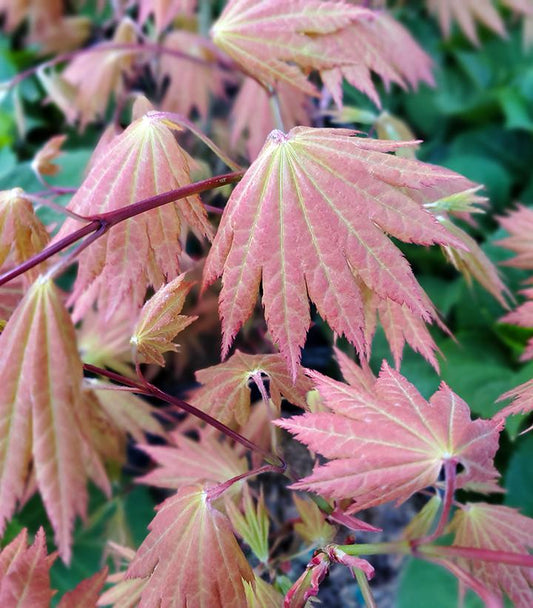 ACER SHIRASAWANUM `AUTUMN MOON`-Maple