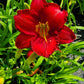 HEMEROCALLIS `CHICAGO APACHE`