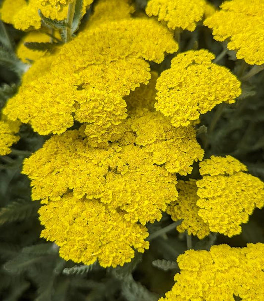 ACHILLEA FILIPENDULINA `MOONSHINE`