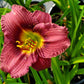 HEMEROCALLIS `LITTLE GRAPETTE`