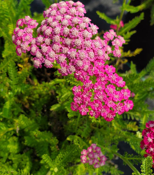 ACHILLEA `PINK GRAPEFRUIT`