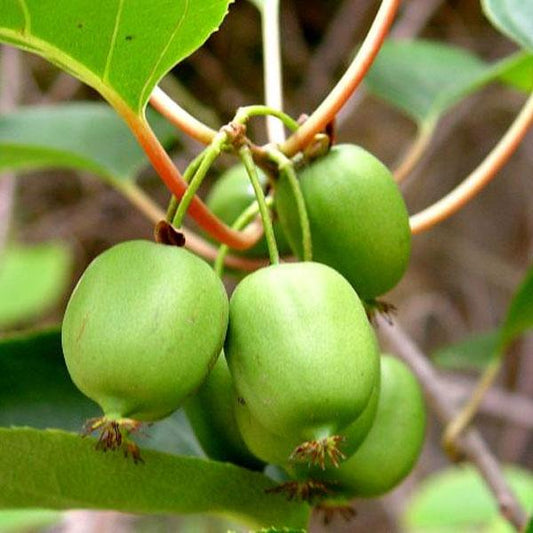 ACTINIDIA ARGUTA `ISSAI`