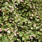 ACTINIDIA KOL. `ARCTIC BEAUTY`-Arctic Kiwi; Variegated Kiwi
