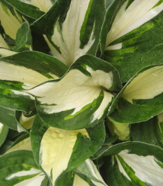 HOSTA `FIRE AND ICE`
