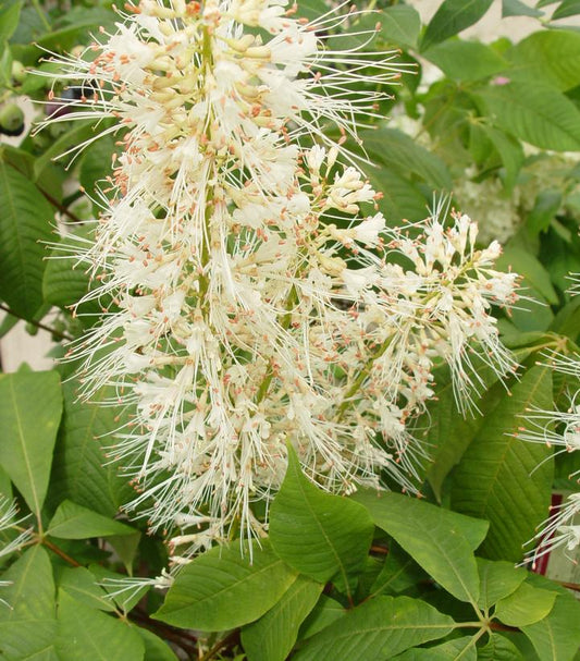 AESCULUS parviflora-Bottlebrush buckeye