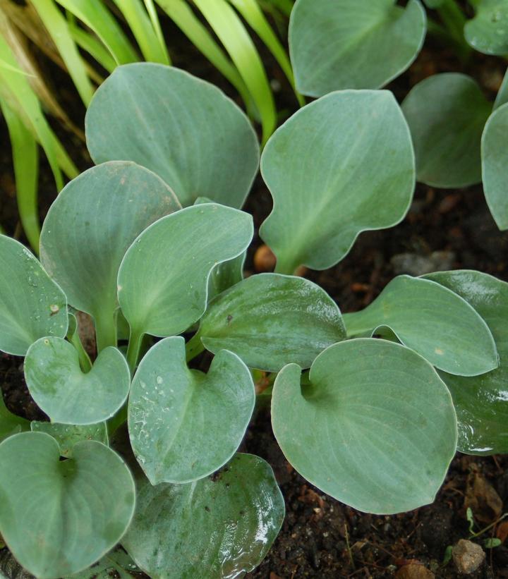 HOSTA `BLUE MOUSE EARS`