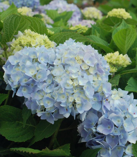 Hydrangea mac. Endless Summer-Bigleaf hydrangea