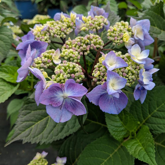 HYDRANGEA M `E.S.TWIST-N-SHOUT`
