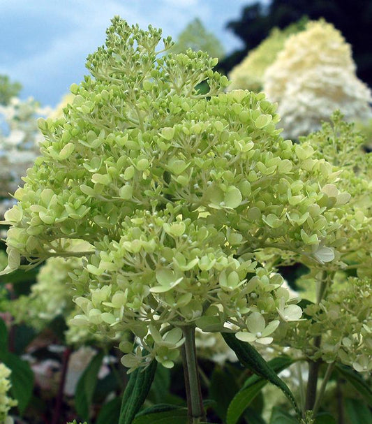 HYDRANGEA. pan. Limelight-Panicle hydrangea