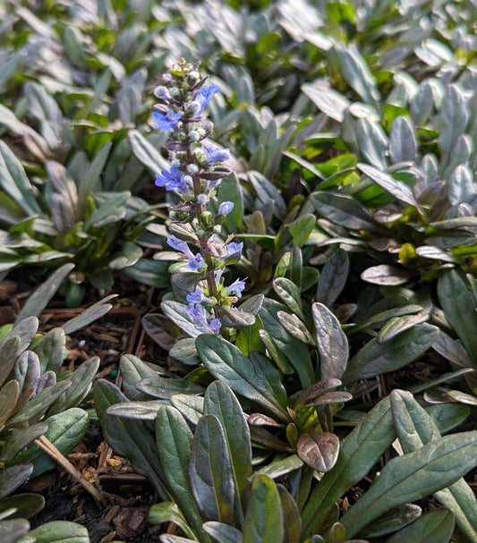 AJUGA `CHOCOLATE CHIP` - 3`` POT