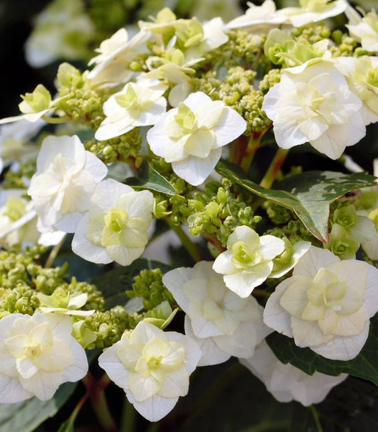HYDRANGEA M `WEDDING GOWN`