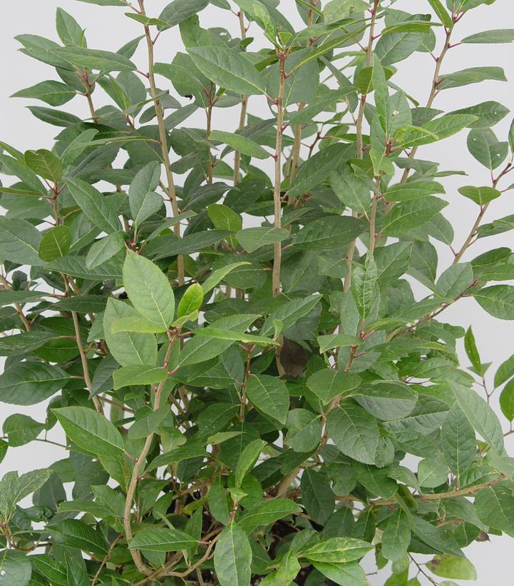 ILEX SERRATA X VERT. `APOLLO`