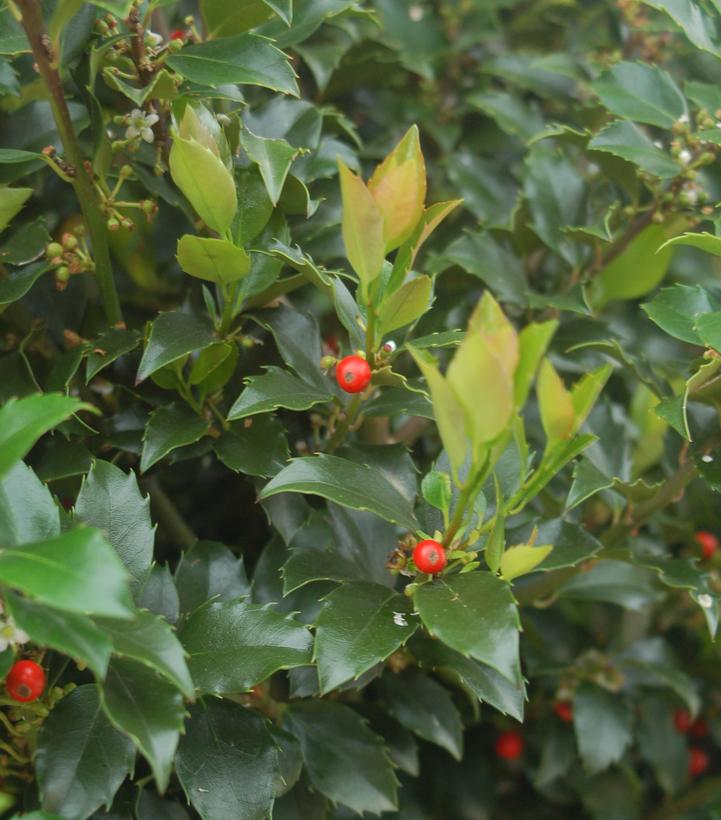 ILEX meserveae Blue Maid-Blue holly