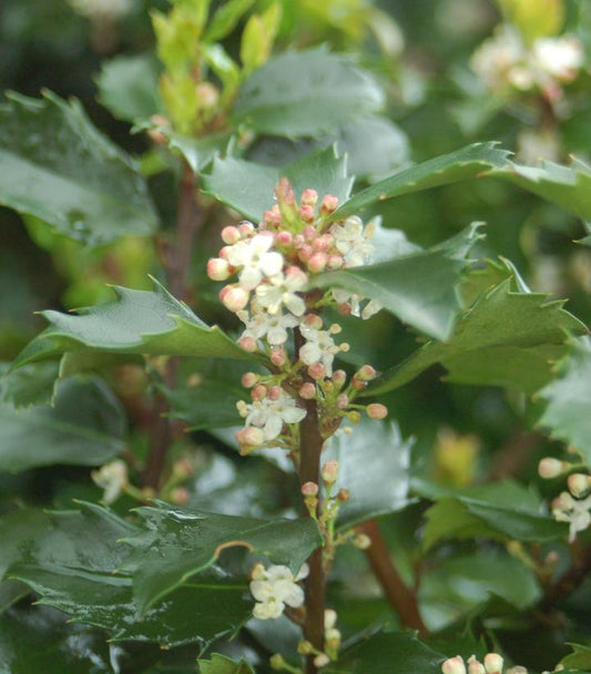 ILEX meserveae Blue Prince-Blue holly