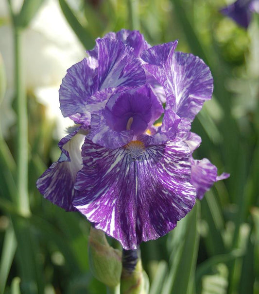 IRIS GERMANICA `BATIK` (BLUE WHITE)