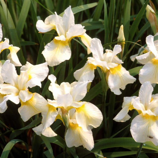 IRIS SIBIRICA `BUTTER & SUGAR`