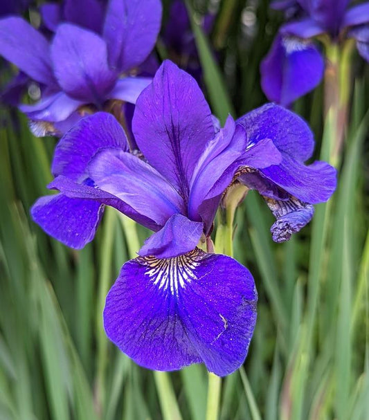 IRIS SIBIRICA `CAESAR`S BROTHER`