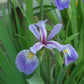 Iris versicolor 3.42L