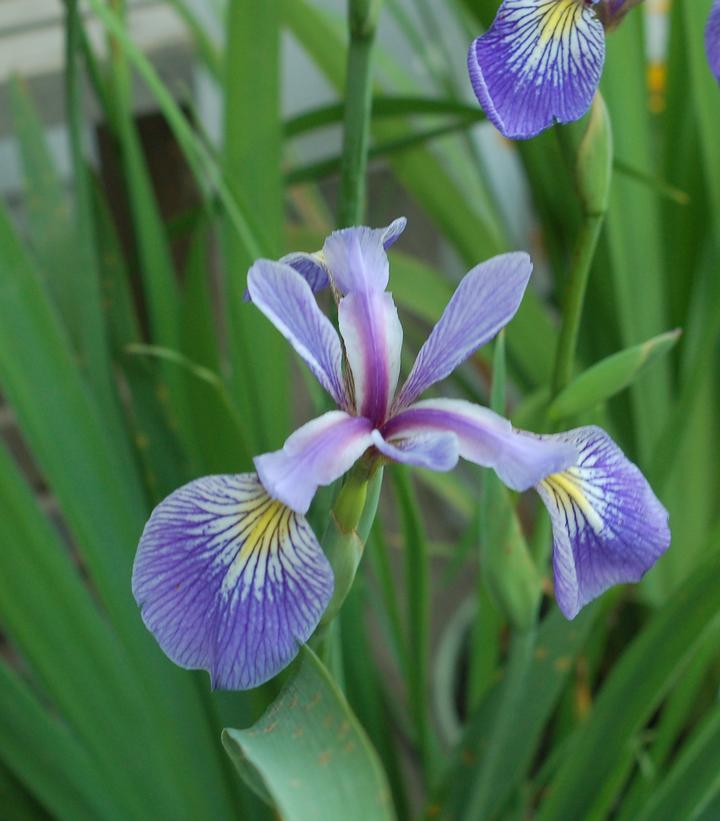 Iris versicolor 3.42L