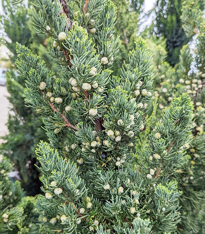 JUNIPERUS CHINENSIS `ROBUSTA GREEN`