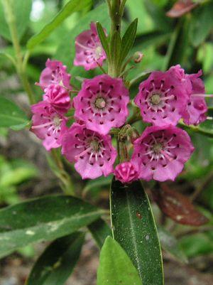 KALMIA ANGUSTIFOLIA