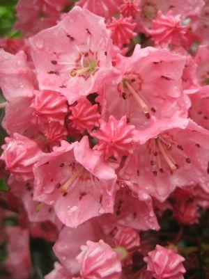 KALMIA LATIFOLIA `PINK CHARM`