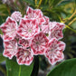 KALMIA LATIFOLIA `CAROUSEL`